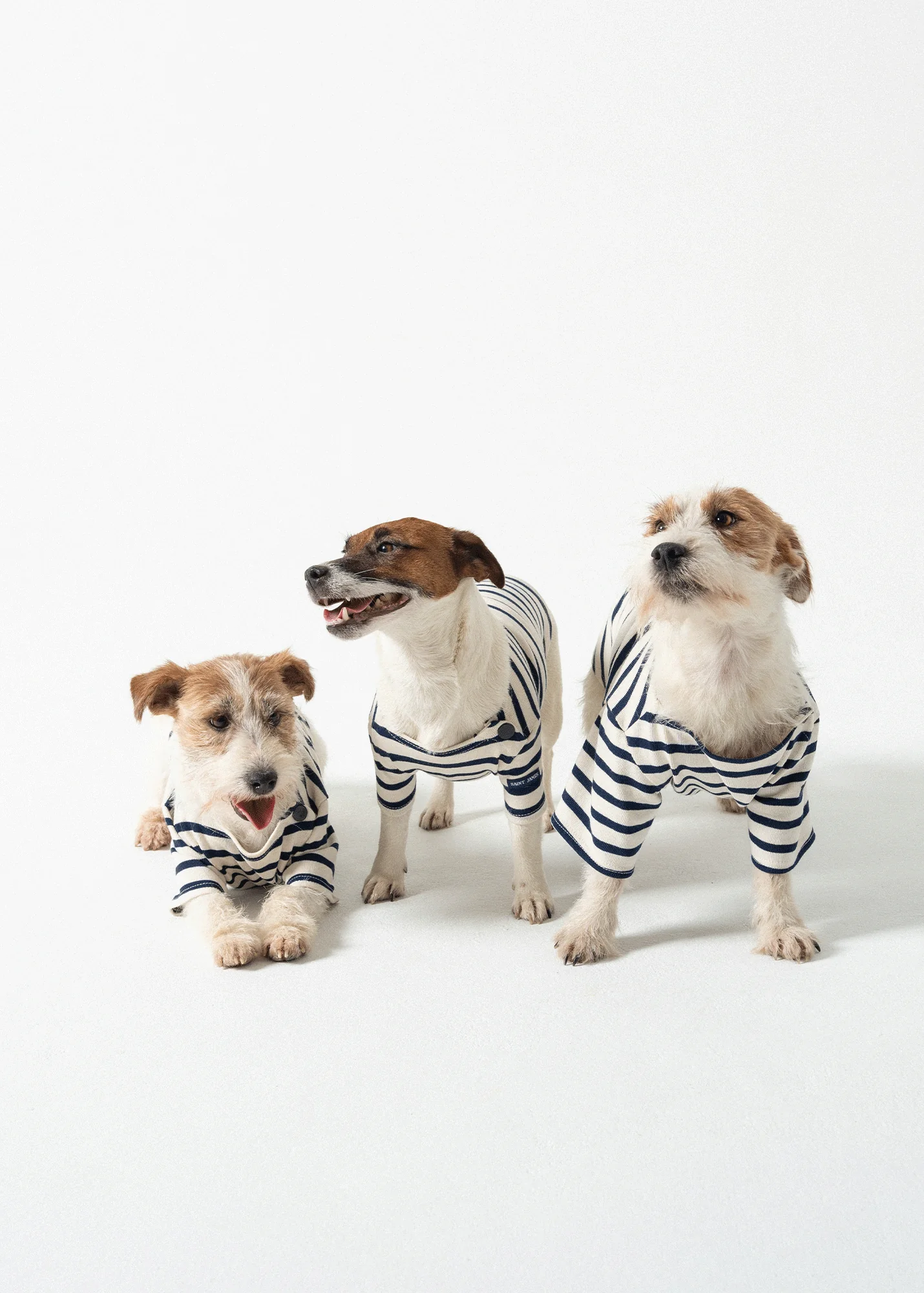 Dog Breton shirt Toutounière (ECRU/MARINE) - Image 3